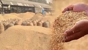 More than 43 lakh 47 thousand metric tons of paddy purchased so far: Bhopal
